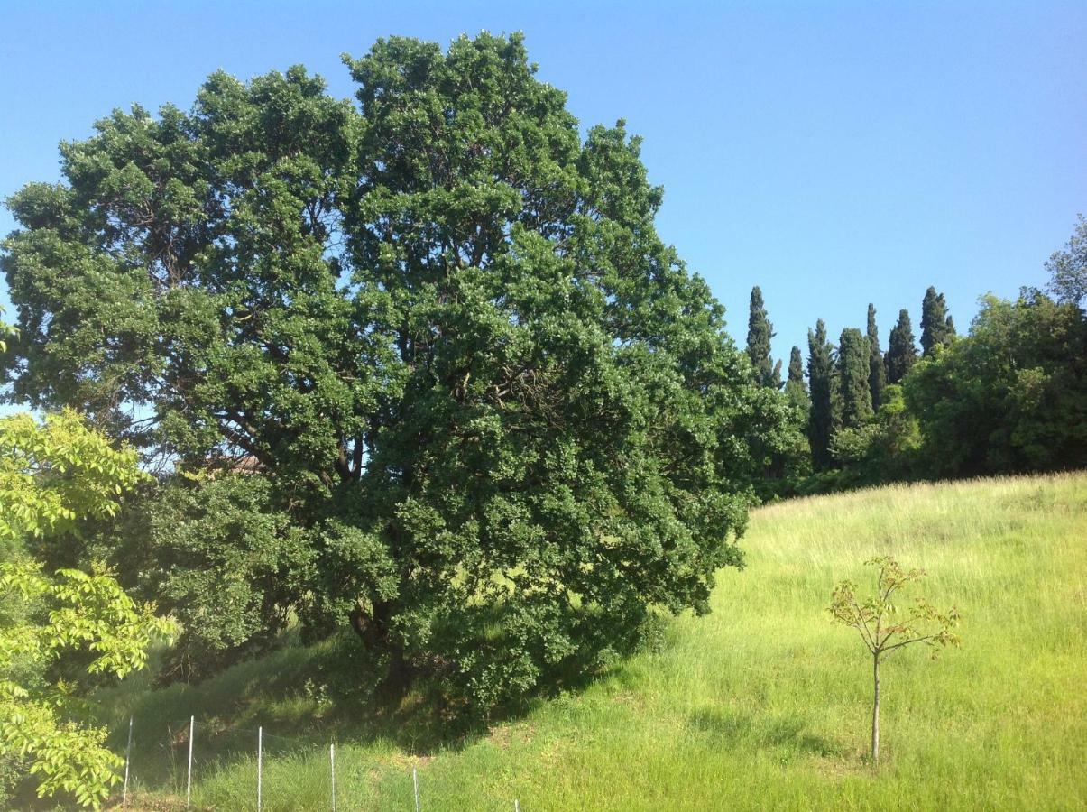 B&B Smile Fiorano Modenese Zewnętrze zdjęcie