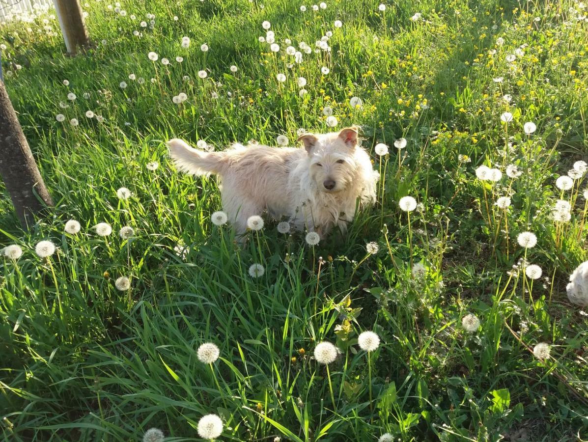 B&B Smile Fiorano Modenese Zewnętrze zdjęcie
